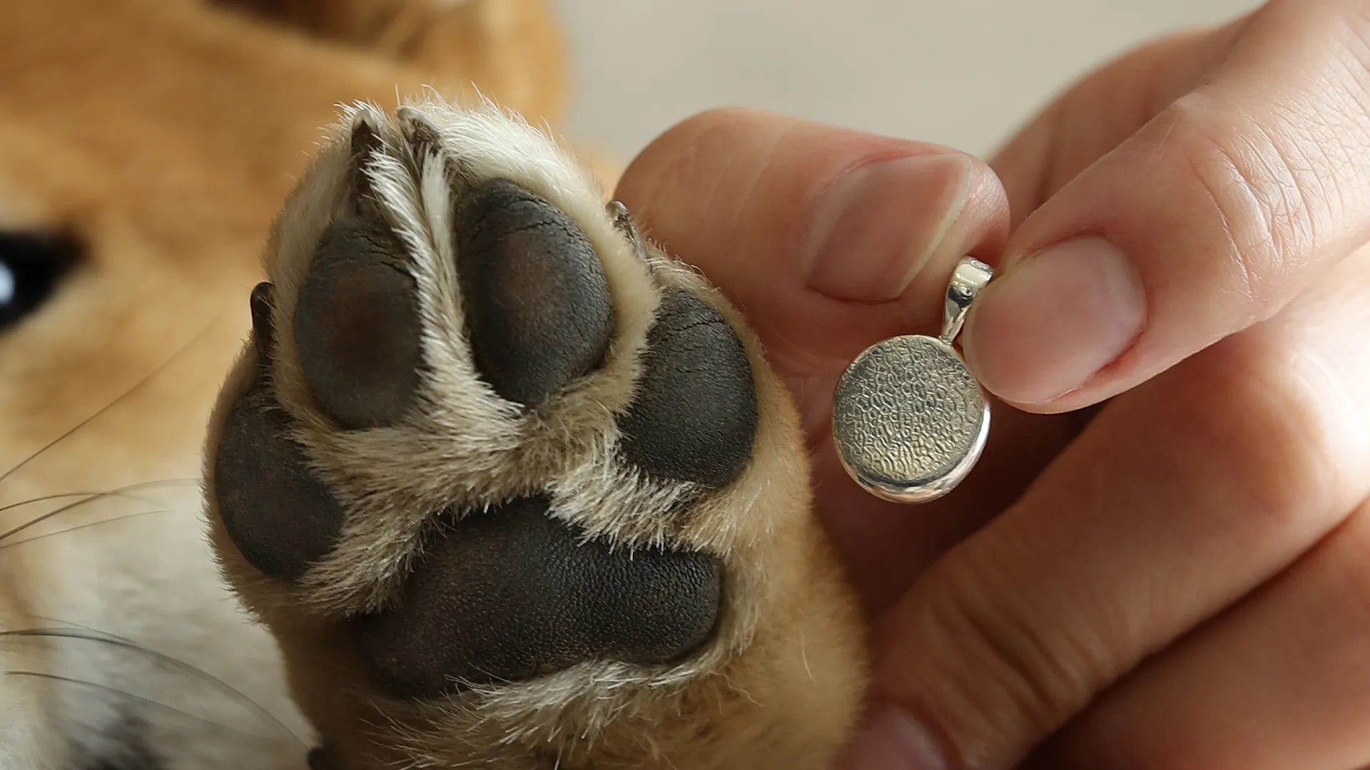 肉球跡のジュエリー